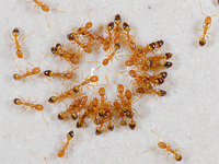 Способ избавления от муравьев