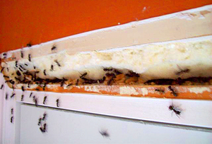 Домашние муравьи