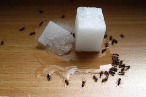 Ловушки и другие способы избавления  от муравьев